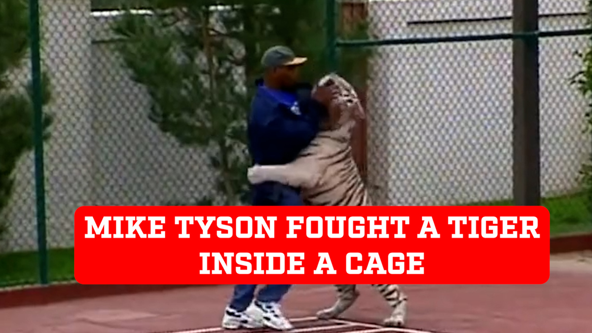 Video - Mike Tyson fights a tiger inside a cage