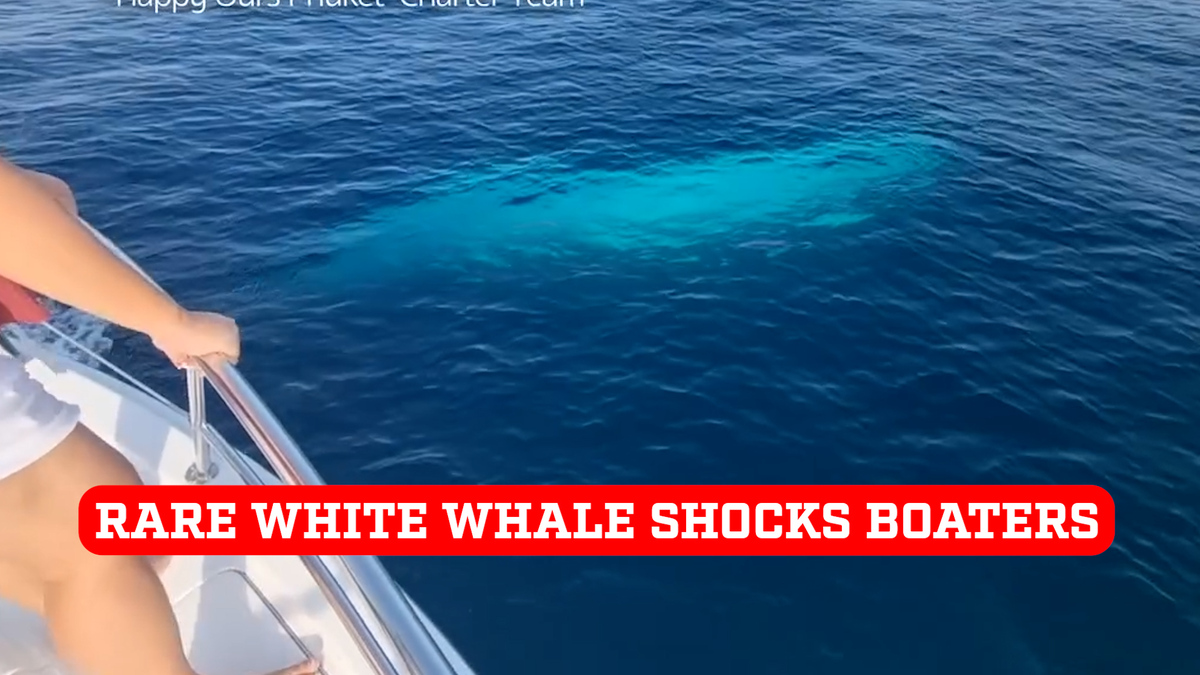 Rare white whale stuns boaters in first ever sighting in vacation gift