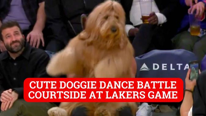 Lakers fans adore Brodie the dog from TikTok after adorable courtside dance