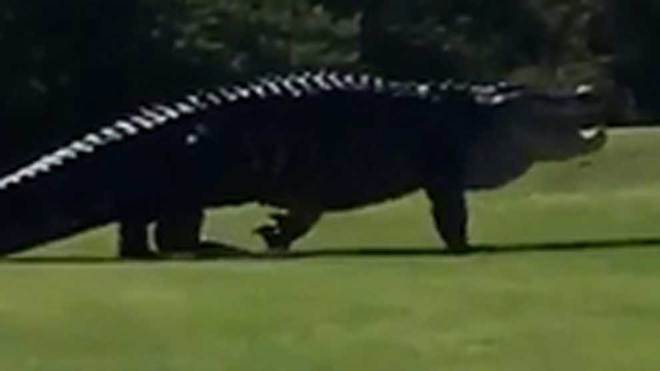 Cocodrilo gigantesco vuelve a aparecer en un campo de golf de Florida
