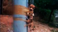 Viral: Hombre amarra a un perrito con cinta adhesiva a un poste y genera indignacin