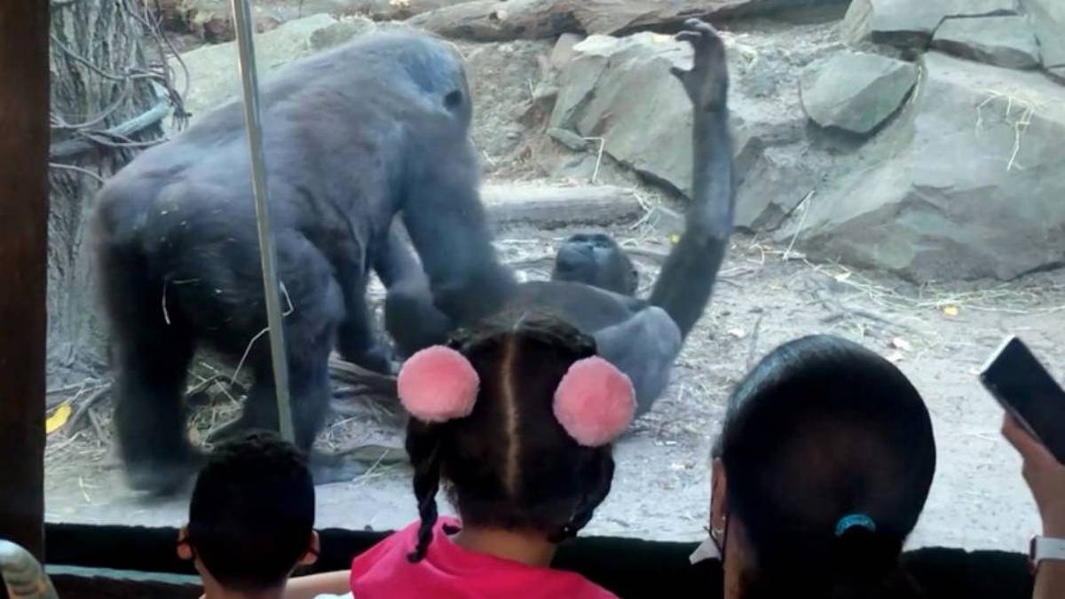 Dos gorilas practican sexo oral en el Zoo del Bronx ante la sorprendida  mirada de unos niños