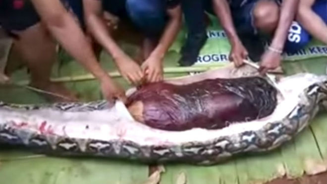 Marca News Shocking Video Of Woman Eaten Alive By Python