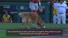 Los Red Wings ed la MLB usan a un golden retriever para recoger los bates