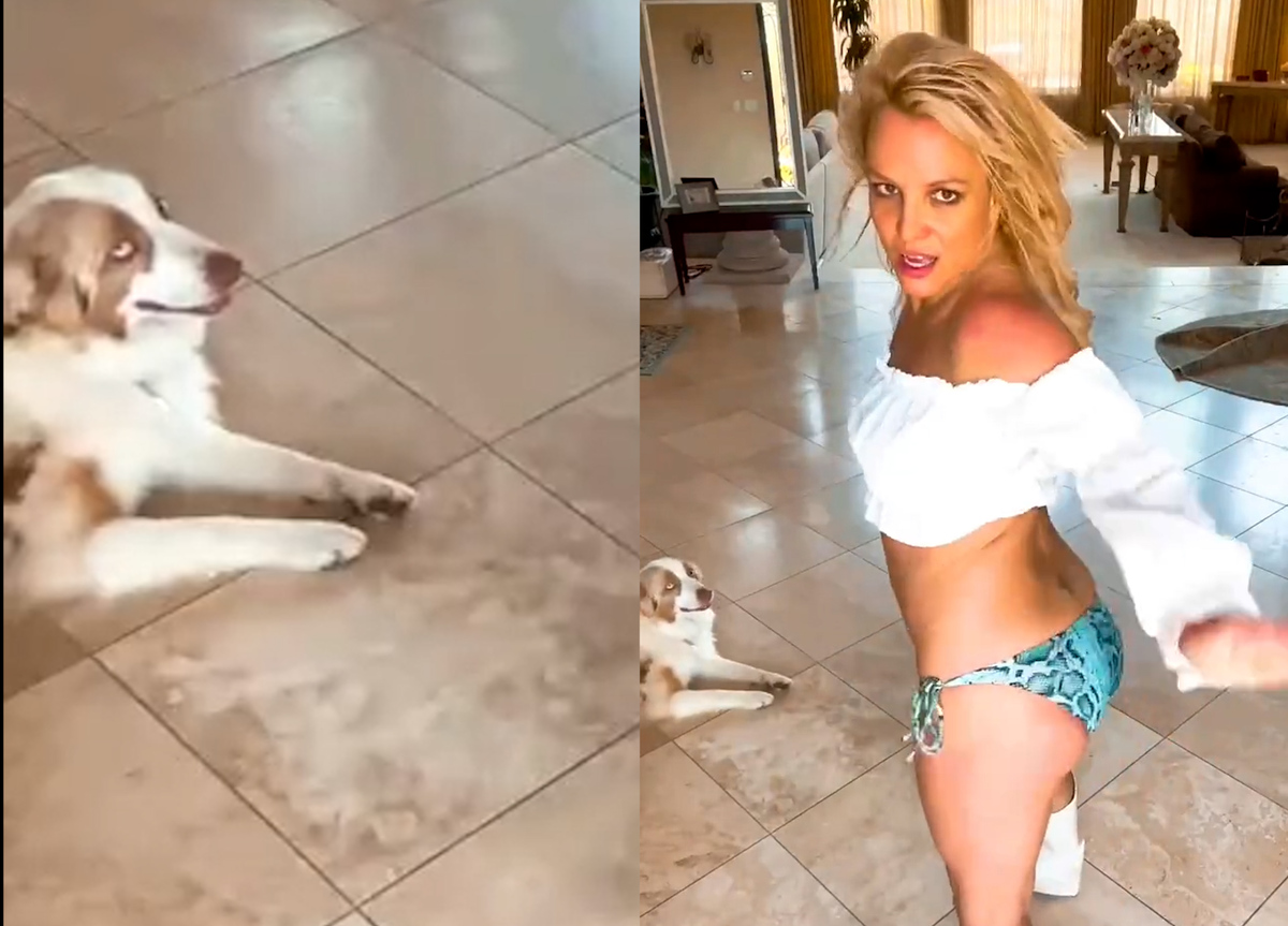 Watch an Actual Dog Sing Britney Spears' 'Toxic' In Key (VIDEO)