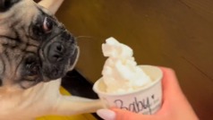 BB That Pug, el perro viral que es cliente de Starbucks