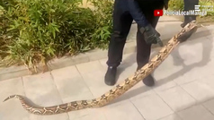 La Policía atrapa a una serpiente de 2,30 metros de longitud cerca del campo de golf de Málaga