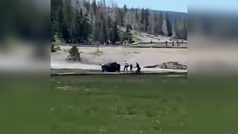 Un bisonte envía al hospital a un hombre que se acercó demasiado