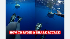 In shocking video, an experienced diver explains how to avoid a shark attack