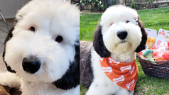 Meet the real life Snoopy that is melting the internet's heart