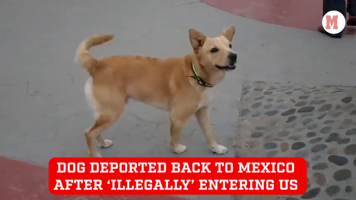 Adorable perro deportado a México después de cruzar ‘ilegalmente’ a Estados Unidos a través de la frontera