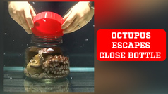 Houdini! Octopus escapes from close bottle