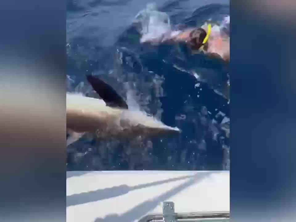 NFL super agent wrestles 9-foot shark in open waters, avoids tragedy