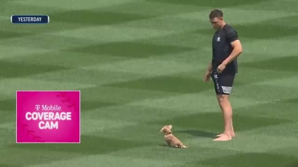 Aaron Judge plays with his pet Dachshund Gus inside Yankee Stadium 