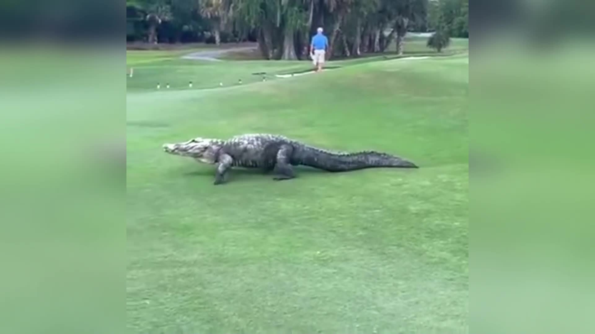 world record alligator 2022