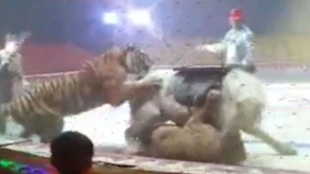 Un tigre y un león atacan a un caballo en un circo - MarcaTV