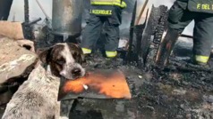 Jalisco: Perro llora desconsolado al ver su casa en cenizas tras un incendio
