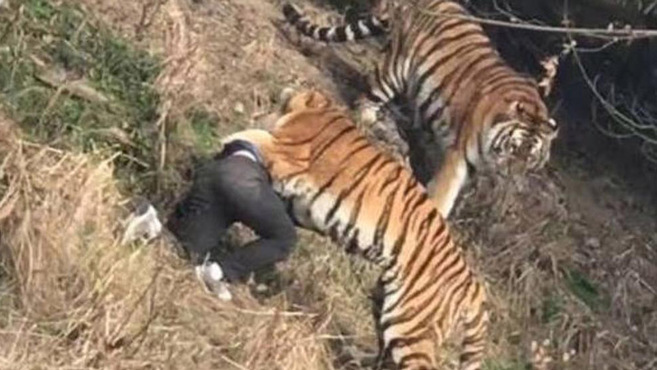 tiger eating man alive