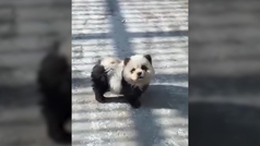 Un zoolgico chino tie varios perros para hacerlos pasar por osos panda