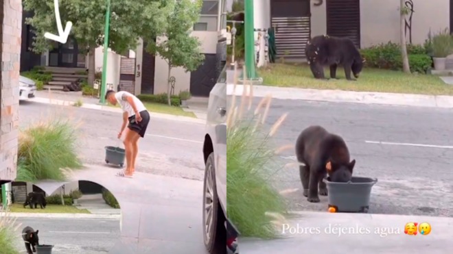 Maxi Meza tiene gran detalle con osos que rondan su casa y les pone agua ante lola de calor