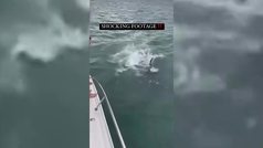 Un hombre se juega la vida lanzndose contra una ballena asesina: "La toqu"