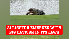 Alligator emerges from Florida golf course pond with big Catfish in its jaws