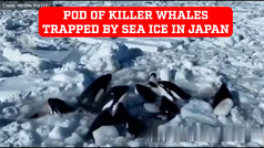 Must Watch: Pod of killer whales trapped by sea ice in Japan