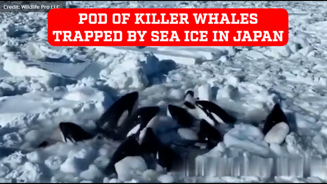 Pod of killer whales trapped by the sea ice in Japan: How long can they ...