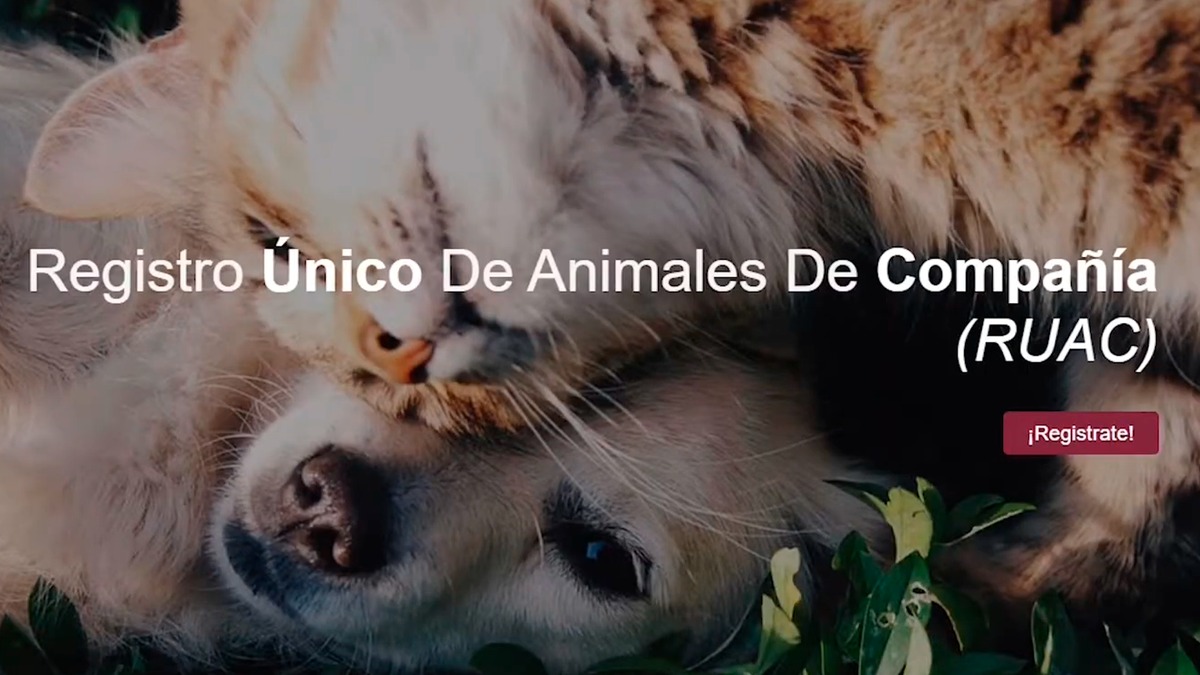 necesito registrar a mi perro en la ciudad