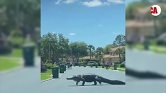 ¡Un enorme caimán fue visto caminando por las calles de Florida!