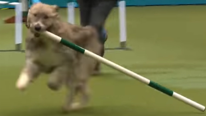 El legendario perro Kratu se retira a lo grande: incumple las normas y ...