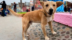 'Oso', el perro que cruzó con migrantes la frontera con Estados Unidos, vuelve a Tijuana