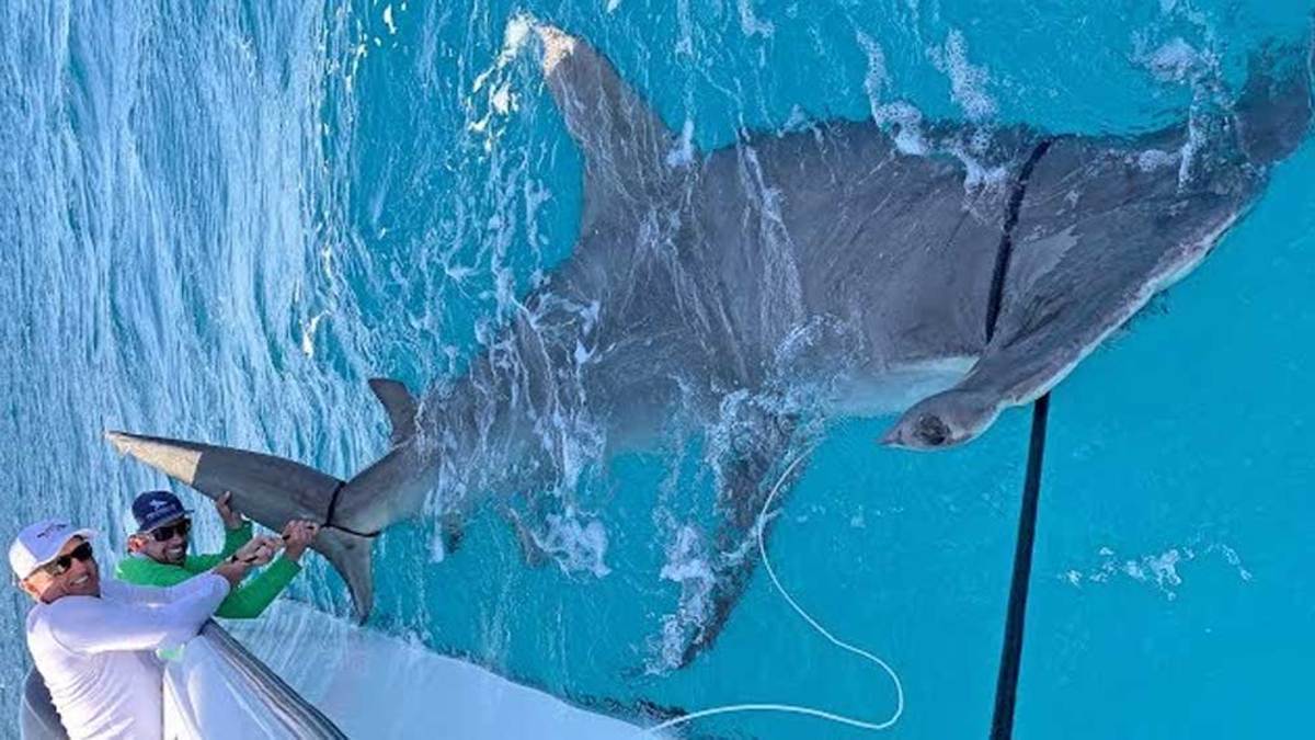 El golfista Greg Norman pesca al tiburón martillo más grande jamás capturado, image size:1200x675