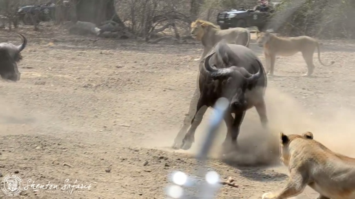 La impresionante pelea entre leones y búfalos que se ha vuelto viral -  MarcaTV