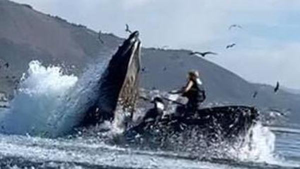 Ballena asustando a personas