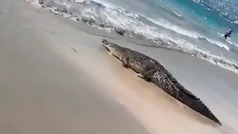 Guerrero: Graban a cocodrilo caminando por playa de Zihuatanejo