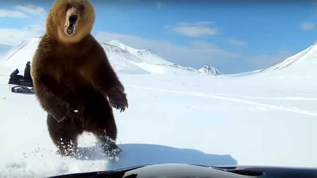 Un Oso Ataca A Un Hombre Que Lo Acosaba En Una Moto De Nieve ...