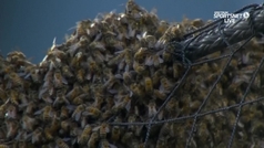 Moment: BEE-lieve it or not - Dodgers and Diamondbacks start delayed by bee swarm