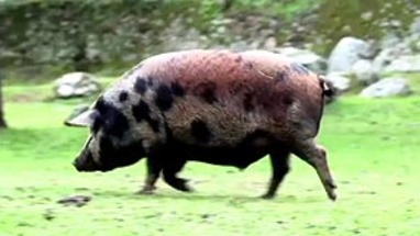 El Jamon Iberico Mas Caro Del Mundo Es El De Los Cerdos Manchados