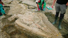 Descubierto un fósil de un ictiosaurio en Inglaterra que podría tener 180 millones de años