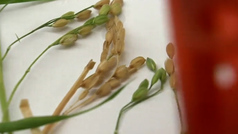 Llegan a la Tierra las primeras plantas de arroz cultivadas en el espacio