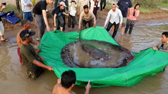 Descubren en Camboya el pez de agua dulce más grande hasta el momento