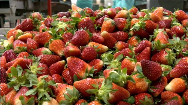 Una ONG alemana promueve un boicot a los fresas de Huelva para defender Doana