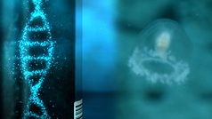 Científicos españoles descifran el genoma de la medusa inmortal
