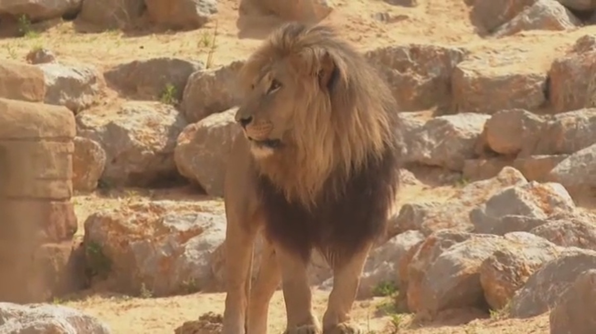 Positivo los cuatro leones del Zoo de Barcelona - EXPANSIONTV