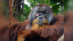 Rakus, el orangutn que se cur una herida con sus propias medicinas